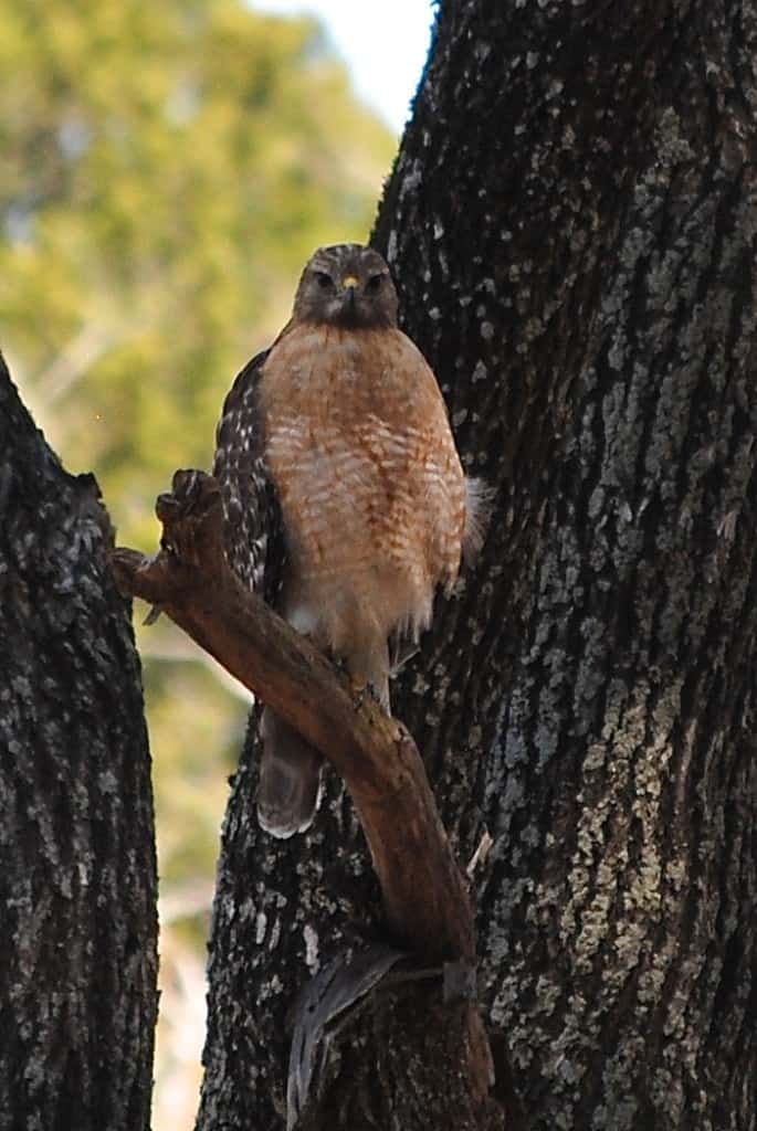 Red-shouldered Hawk Favorite Photos of 2015 Little Piney