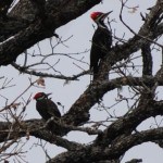 The Two Pileated Woodpeckers On The Tree