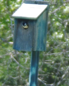 Caroling Chickadee in nest box