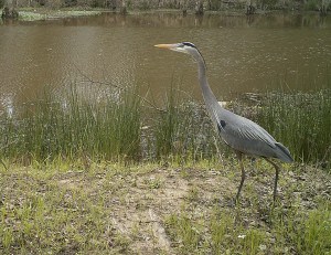 Great blue heron on wildlife cam