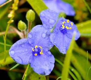 A spiderwort holds raindrops after an April shower.