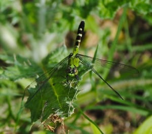 A shimmering grass-green dragonfly near the lake at Little Piney