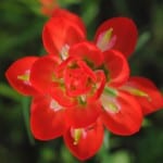 nature photographs Bastrop Lost Pines Glowing Indian Paintbrush