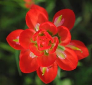 Glowing Indian Paintbrush