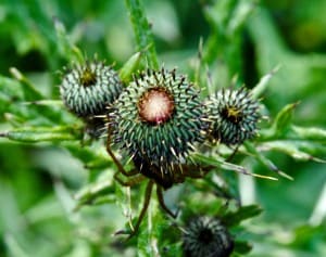 Thistle buds and spider