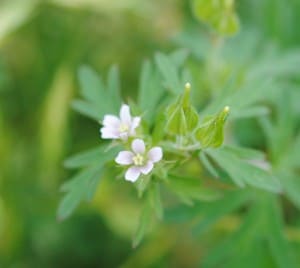 Tiny wildflowers on the roadside