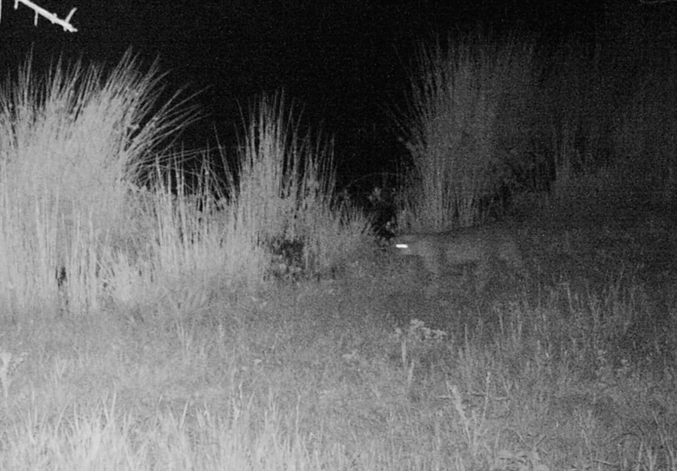 Bobcat at Little Piney, Lost Pines, Bastrop TX