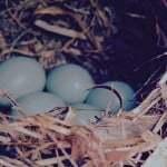 Nest box report