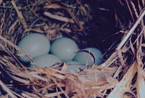 Eastern bluebird nest and eggs in Bastrop TX Lost Pines