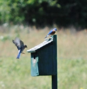 Blue birds and nest box at Little Piney, Bastrop TX
