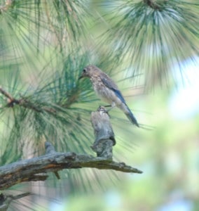 Young Eastern Bluebird