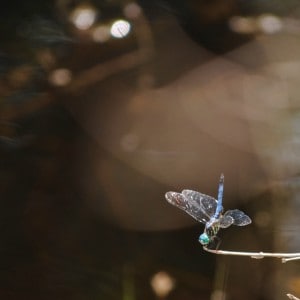 Blue Dasher Dragonfly