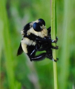 Bumblebee lookalike--the Robber fly
