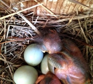 Newly hatched Eastern Bluebirds