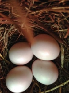 Uncommon white Eastern Bluebird eggs