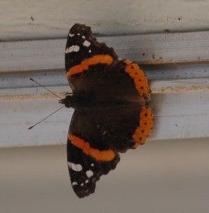 Red Admiral butterfly at Little Piney, Bastrop TX