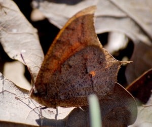 Goatweed Leafwing almost disappears in the leaves at Little Piney