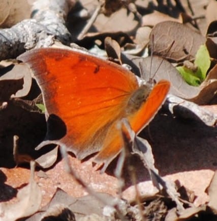 Goatweed Leafwing butterfly at Little Piney, Bastrop TX