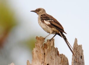 Juvenile Mockingbird