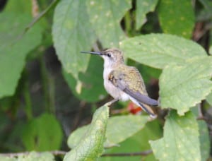 Female black chinned hummingbird