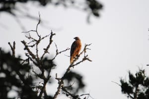 Red shouldered hawk