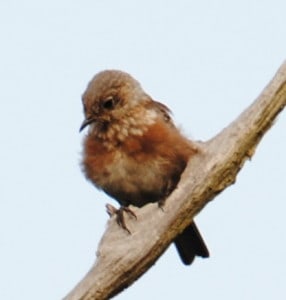 Young Eastern Bluebirds