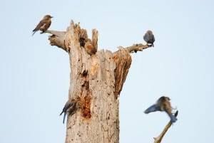 Young Eastern Bluebirds