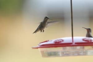 Hummingbirds at the feeder