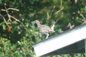 Greater Roadrunner