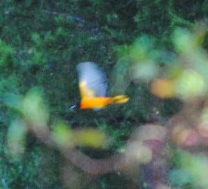 Baltimore Oriole at Little Piney, Lost Pines, Bastrop TX