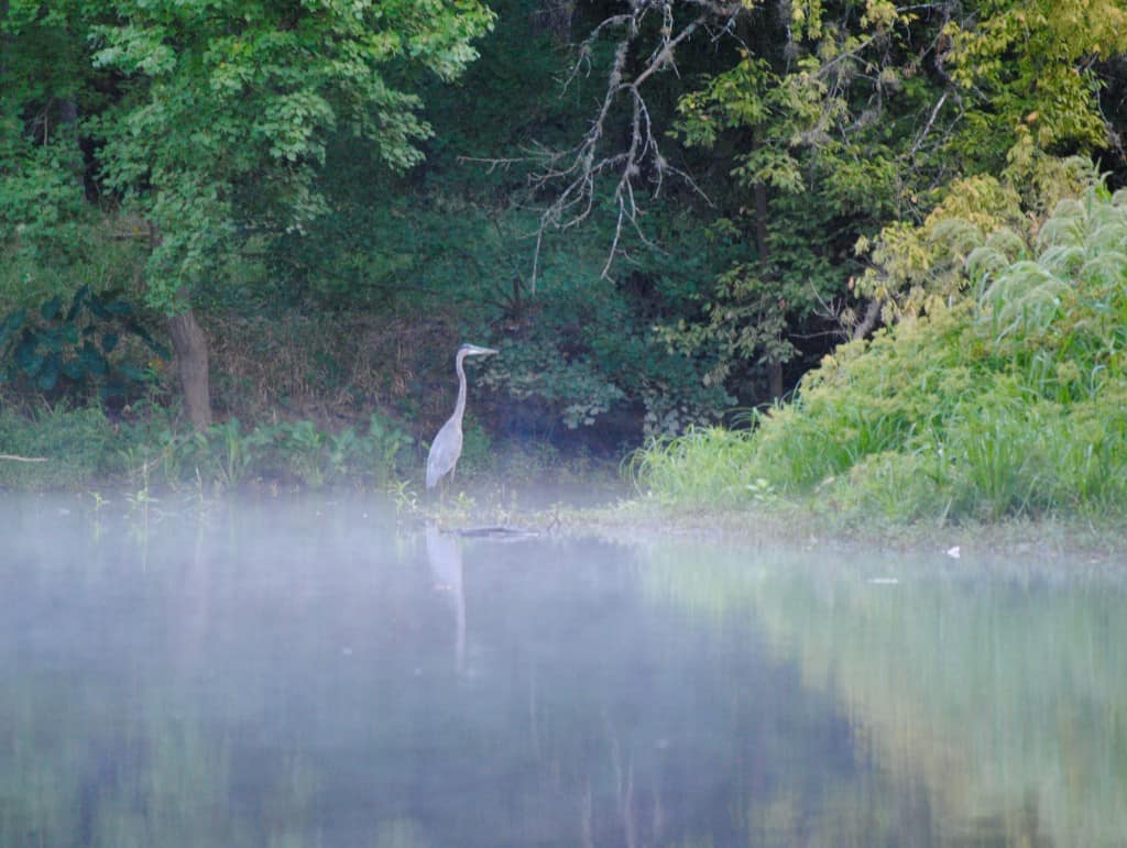 Great Blue Heron at Little Piney, Bastrop TX Lost Pines