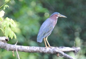 Green Heron at Little Piney, Lost Pines, Bastrop TX