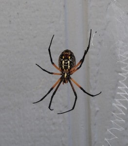 Black and Yellow Garden Spider, Argiope aurantia, at Little Piney Bastrop TX