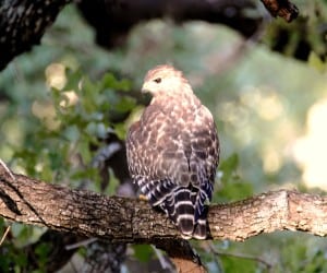 Red-shouldered Hawk at Little Piney Bastrop Texas