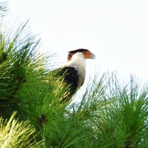 Crested Caracara at Little Piney Lost Pines Bastrop TX