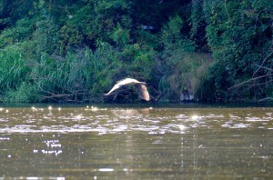 Great Blue Heron at Little Piney Lost Pines Bastrop TX