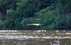 Great Blue Heron at Little Piney Lost Pines Bastrop TX