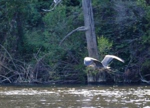 Great Blue Heron at Little Piney Lost Pines Bastrop TX