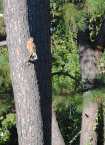 Red Shouldered Hawk at Little Piney, Bastrop TX Lost Pines