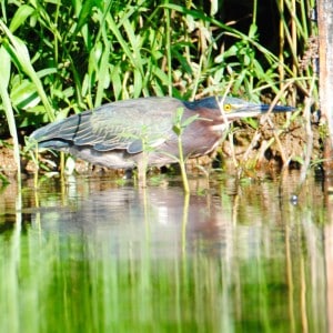 Green Heron at at Little Piney, Lost Pines, Bastrop TX