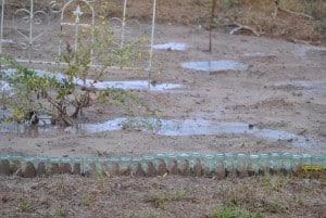 Butterfly Garden with Topo Chico Bottles