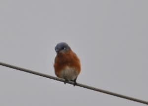Eastern Bluebird Perched on a Wire at Little Piney, Bastrop TX