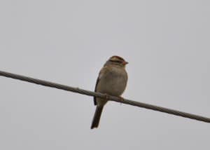 Chipping Sparrow on wire at Little Piney, Bastrop TX