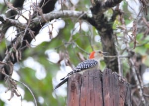 Red Bellied Woodpecker at Little Piney Bastrop TX