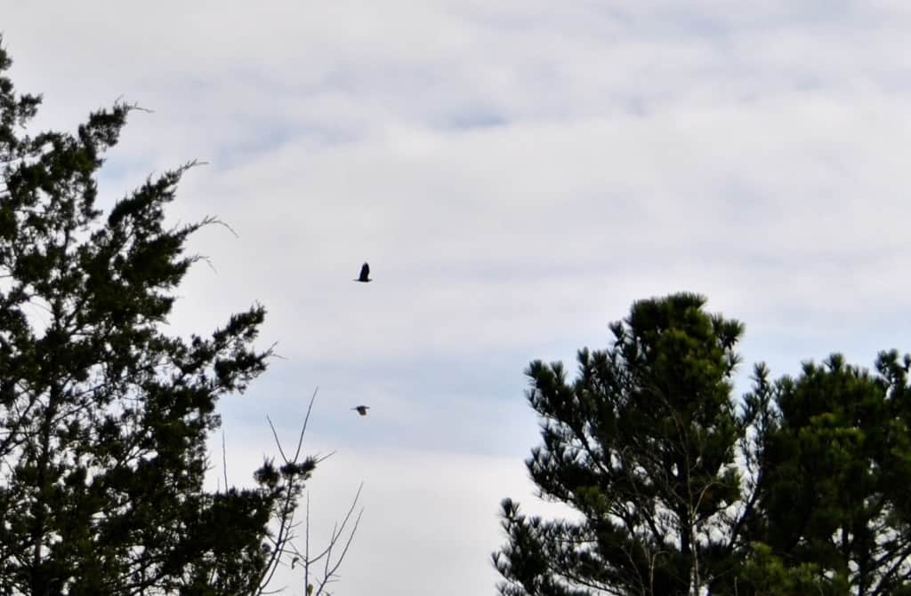Bald Eagles flying over Little Piney, Bastrop, Texas