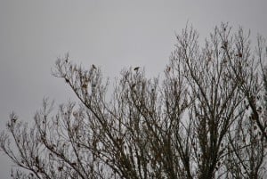 Cedar Waxwings and Yellow-rumped Warblers at Little Piney, Bastrop TX Lost Pines