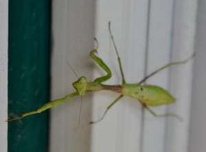 Praying Mantis Visits Little Piney, Bastrop TX