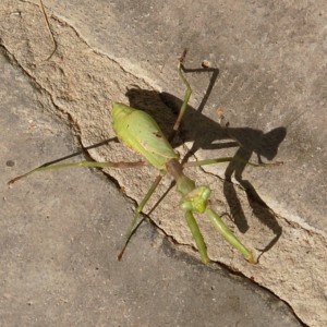 Praying Mantis Visits Little Piney, Bastrop, TX