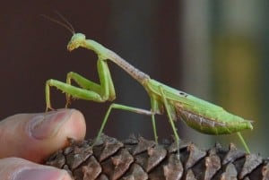 Praying Mantis