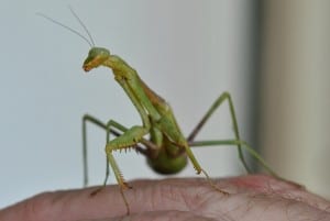 Praying Mantis Visits Little Piney, Bastrop, TX